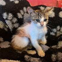 Thumbnail photo of Trixie #1