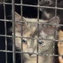 Thumbnail photo of Angel #2