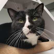 Thumbnail photo of Rowdy F10 #1