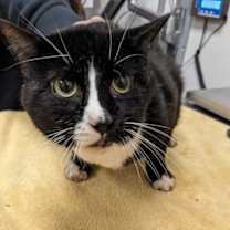 Thumbnail photo of Rowdy F10 #2