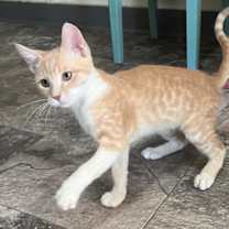 Thumbnail photo of Cheeto #1