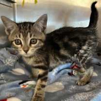 Thumbnail photo of Fuji #1