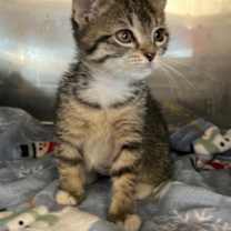 Thumbnail photo of Apple #1