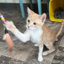 Thumbnail photo of Cheeto #2