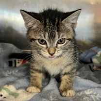 Thumbnail photo of Apple #2