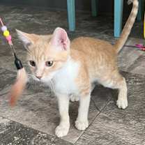 Thumbnail photo of Cheeto #3