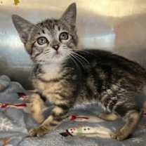 Thumbnail photo of Fuji #2