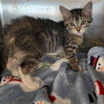 Thumbnail photo of Apple #3