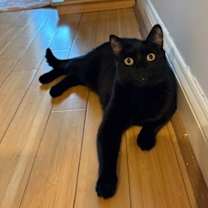 Thumbnail photo of Abra (Francine) #2