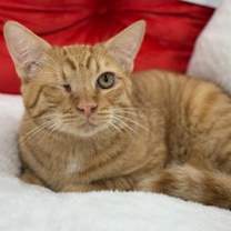 Thumbnail photo of Fennel #1