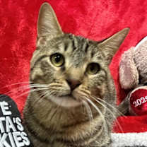 Thumbnail photo of Koga #1