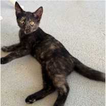 Thumbnail photo of Violet #1