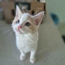 Thumbnail photo of Lavender #1