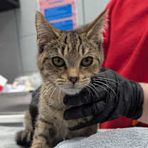 Thumbnail photo of Balarina #2