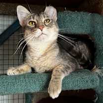 Thumbnail photo of Barachiel #1