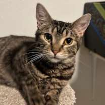 Thumbnail photo of Candi #1