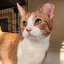 Thumbnail photo of Apricat #2