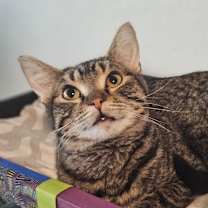 Thumbnail photo of Candi #3