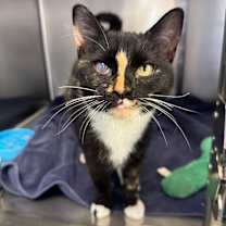 Thumbnail photo of Cedar #2