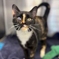 Thumbnail photo of Cedar #3