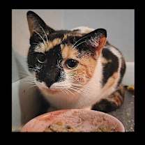 Thumbnail photo of Solace #1