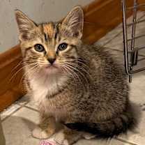 Thumbnail photo of Tinsel #4