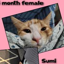 Thumbnail photo of Sumi #1