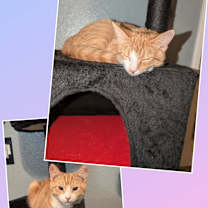 Thumbnail photo of Sumi #2