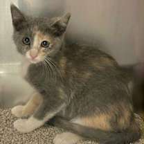 Thumbnail photo of Josie #3