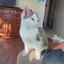 Thumbnail photo of ALFALFA #1