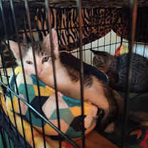 Thumbnail photo of ALFALFA #2