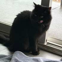 Thumbnail photo of Ruthie #1