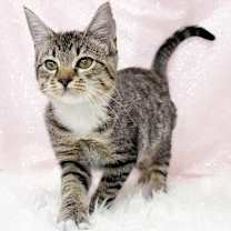 Thumbnail photo of Jade #2