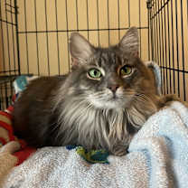 Thumbnail photo of Petunia #1