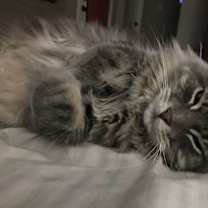 Thumbnail photo of Petunia #2