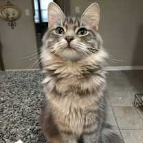 Thumbnail photo of Petunia #3