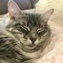 Thumbnail photo of Petunia #4