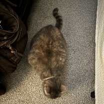 Thumbnail photo of Stormy #4