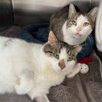 Thumbnail photo of Kenny Rogers #1