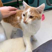 Thumbnail photo of Rikki #1