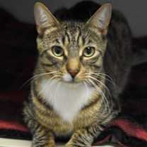 Thumbnail photo of Rex #2