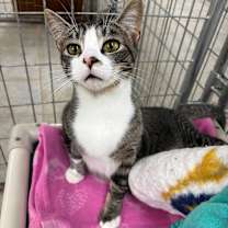 Thumbnail photo of The Polar Express #1