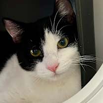 Thumbnail photo of Douglas #1