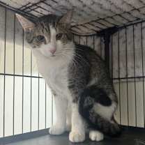 Thumbnail photo of Uso #2