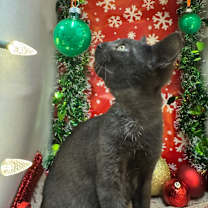 Thumbnail photo of Loch Ness Monster #1