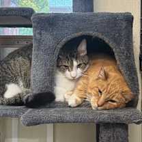 Thumbnail photo of Uso #3