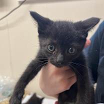 Thumbnail photo of Loch Ness Monster #3