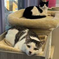 Thumbnail photo of Judith #3