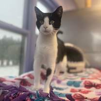 Thumbnail photo of Judith #4