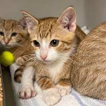 Thumbnail photo of Otis #2